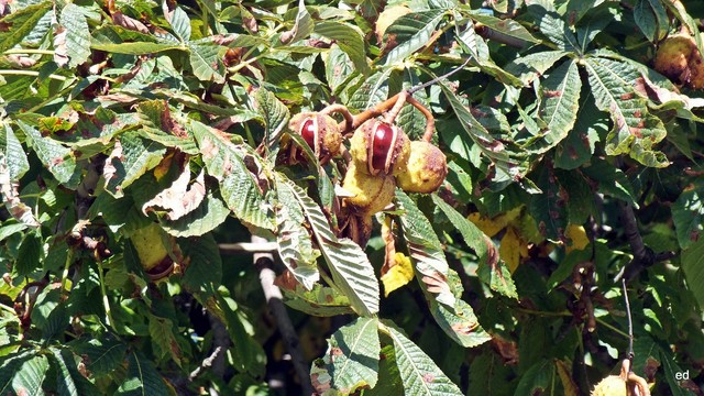 Jesień Picasa #310378