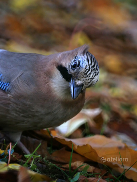 Czy Państwo wiecie, że nadeszła jesień..? Anka Bujniewicz