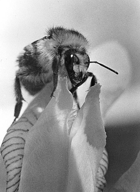 Wspomnienia ... fotka z 1972r. ZSkuza #195105