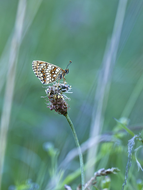macrofun Co w trawie piszczy...cd