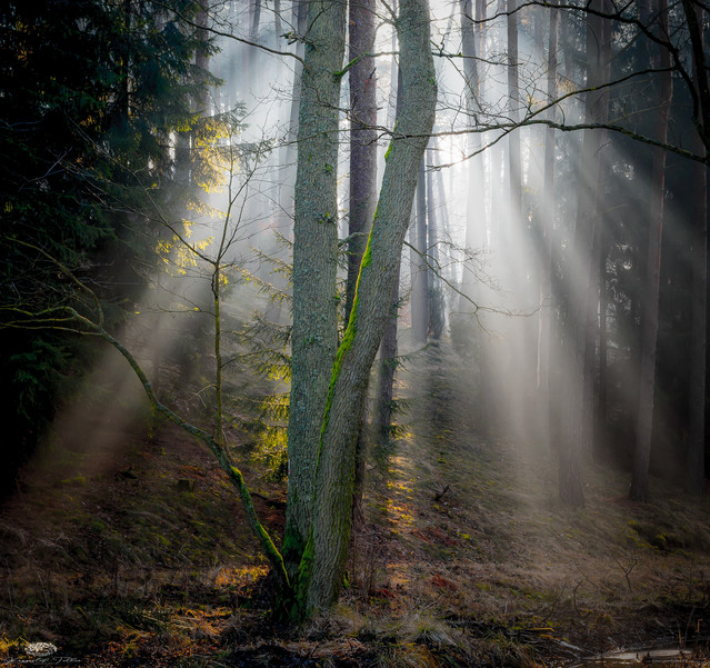 Promienie światła w lesie w mglisty poranek Krzysztof Tollas