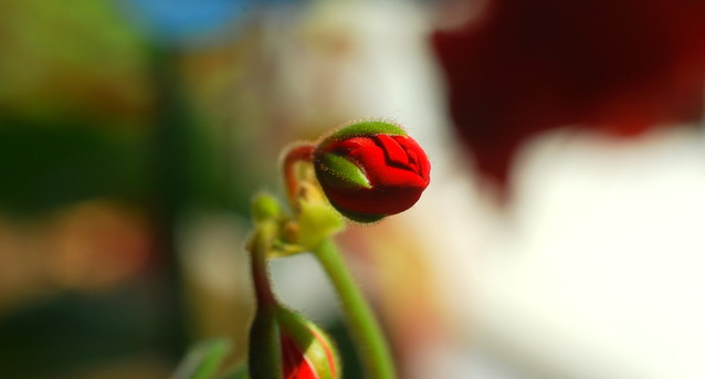 Picasa #255141