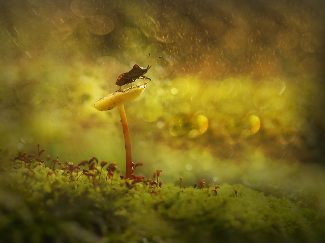 macrofun Jam jest zdobywca...