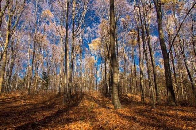 Marcin STIEBAL #284747