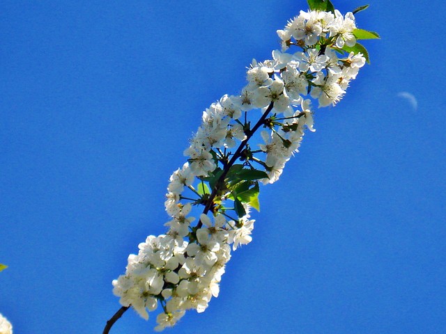 annaadamska12 #198449