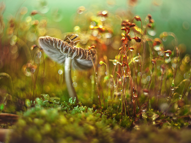 macrofun Grzybkowe opowieści z rogatym...