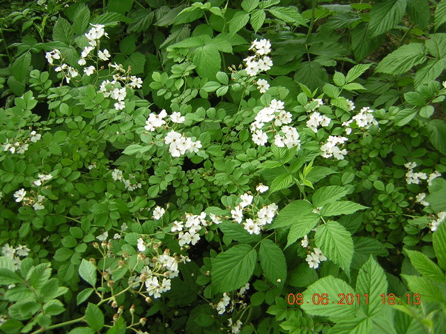 Artur Kozłowski #128745