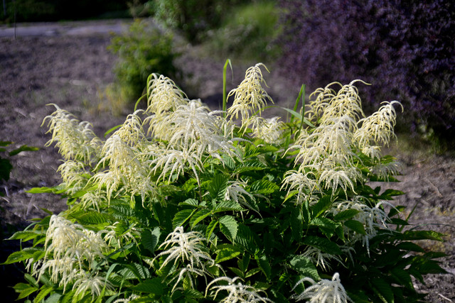 Powsin Dariusz WojtaIa #318165