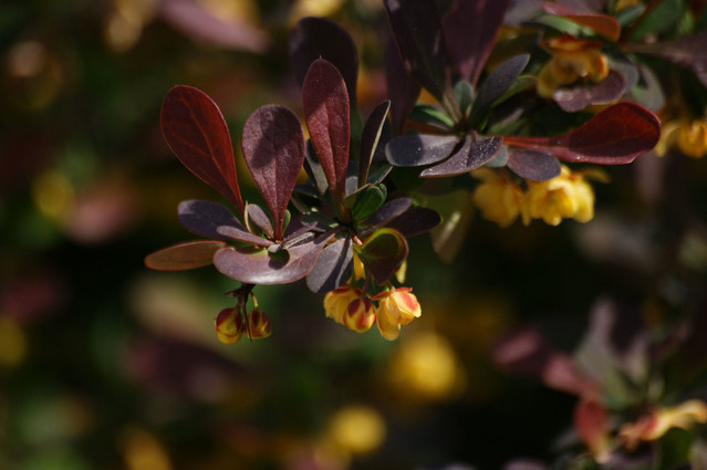 SONY DSC piotr640924 #193647