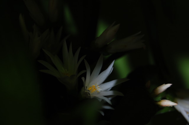 Karolina Lisowiec #201066