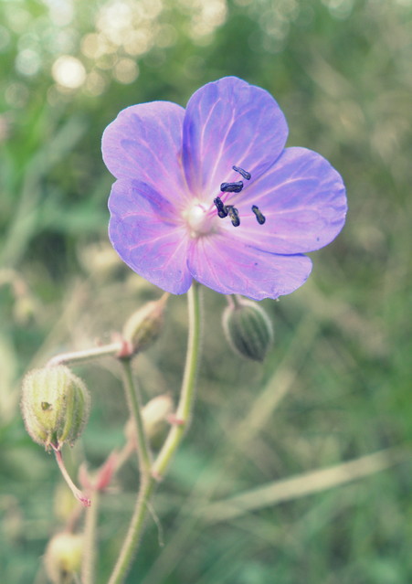 SAMSUNG DIGITAL CAMERA Picasa #283672