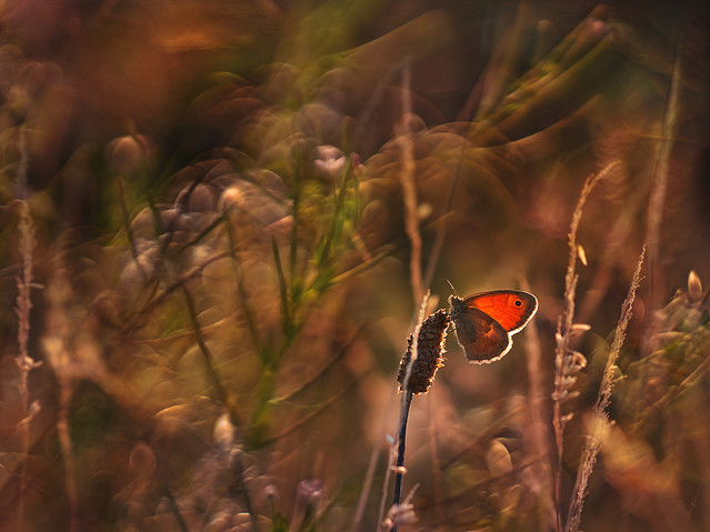 macrofun Chaos z ruczajnikiem