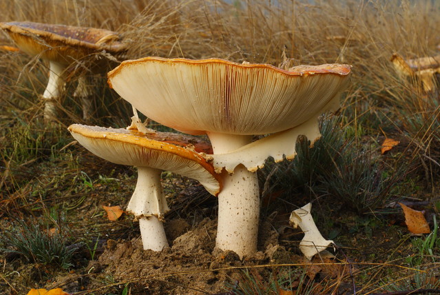 SONY DSC Misiekmaestro #173728