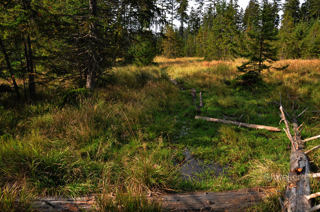 Zbigniew Kapusta #266779