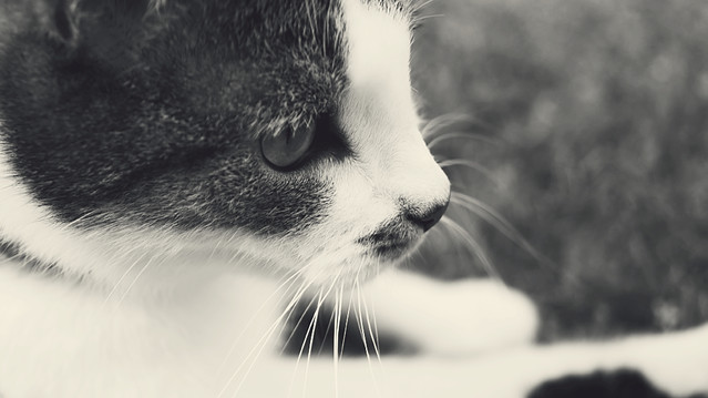 Karolina Trojka #168743