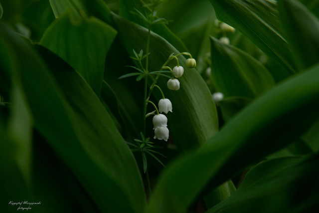 Suwalszczyzna K.Mierzejewski #331674