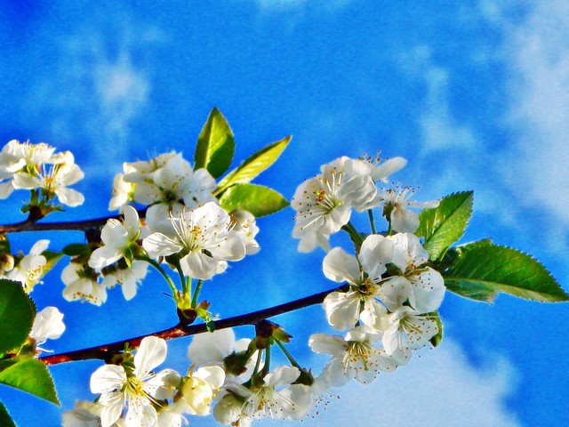 annaadamska12 #198462