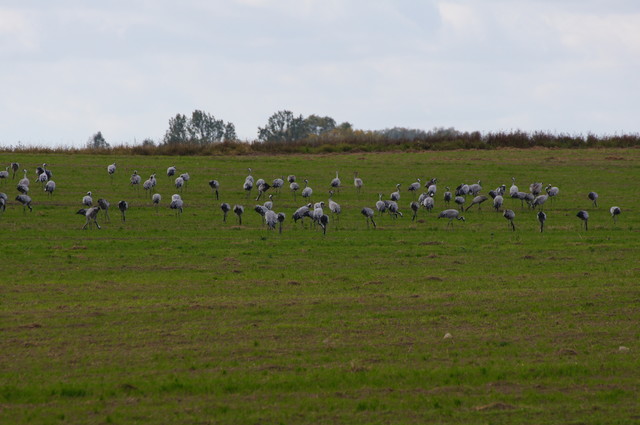 SONY DSC Piotr Frohlke #172738