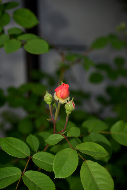 W Powsinie Dariusz WojtaIa #318012