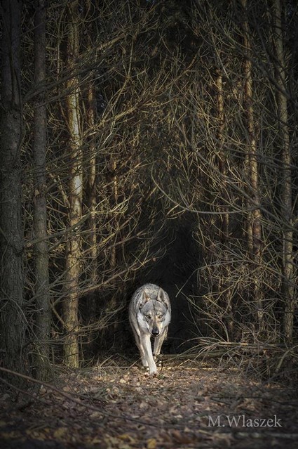 Magda Właszek #288808