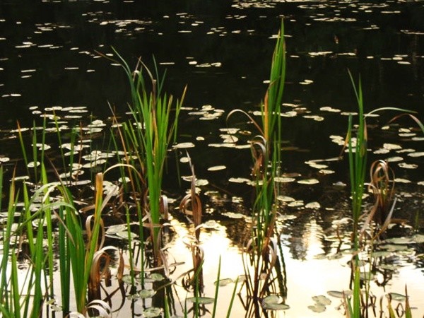 Judyta Ogrodowczyk #132040