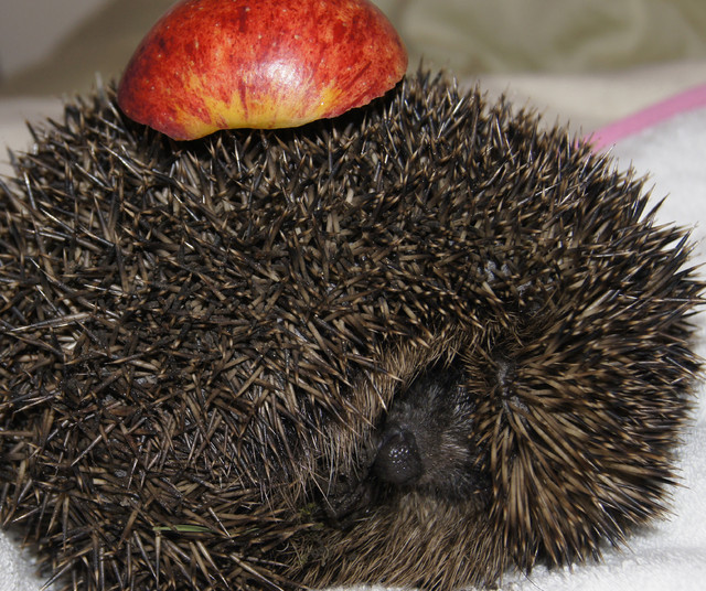 SONY DSC SONY DSC Ala -Gwgwgwr #110973