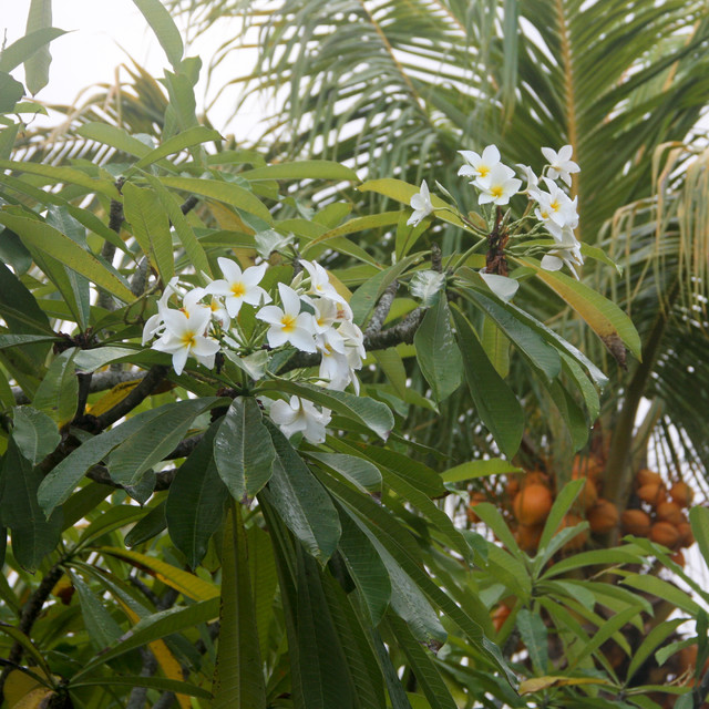 Piękne. Flora Wyspy Margarita - Wenezuela 2011. Renata Schmidt