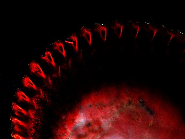 przegrzebek Najpiękniejszy fragment. Marek Kniedziałowski