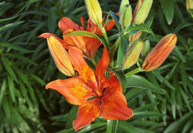 SONY DSC Agnieszka Okurowska #303615