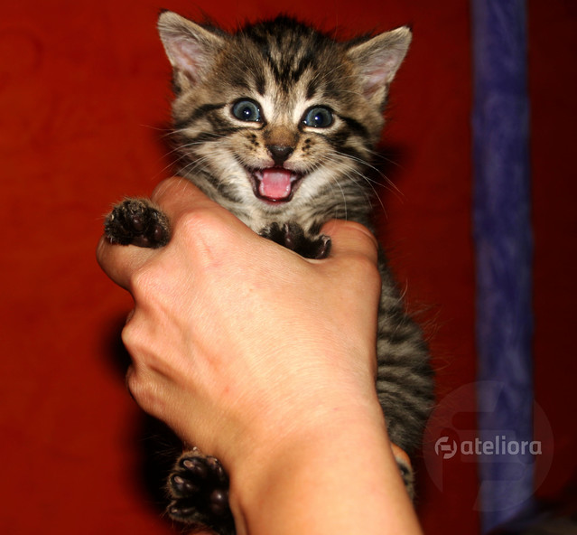 Tomasz Baranowski #175539