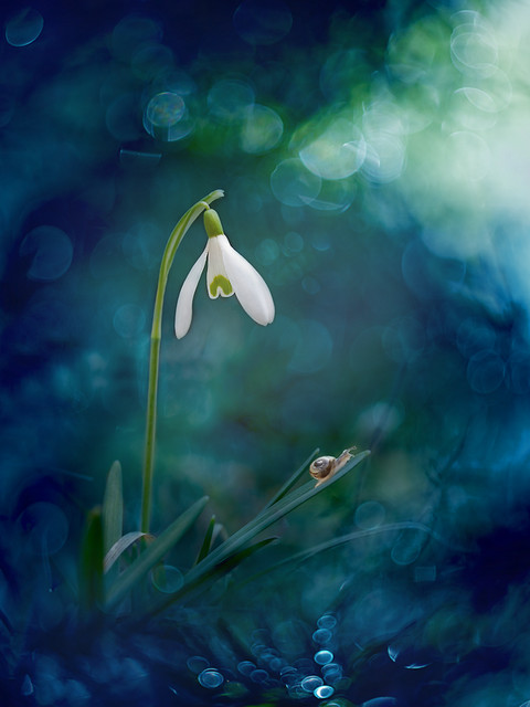 macrofun Śnieżyczka przebiśnieg (Galanthus nivalis L.)