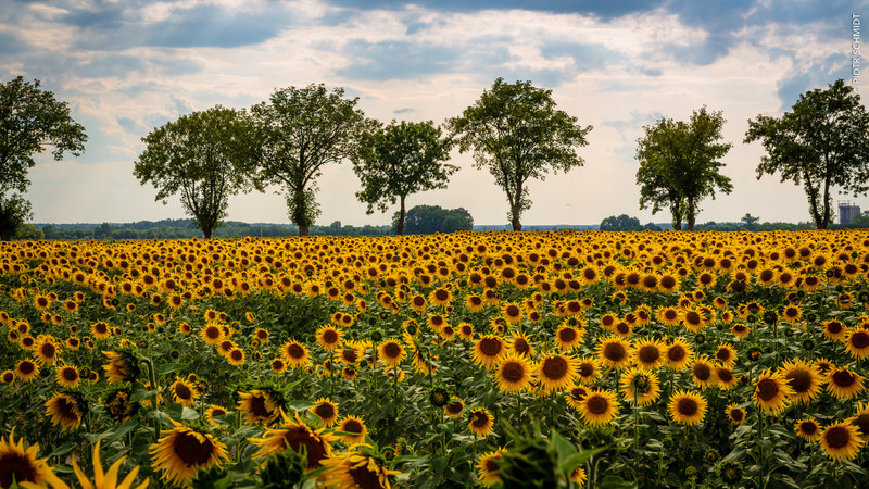 Piotr Schmidt | Sunflowers