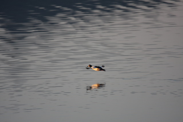 Tomasz Pisulla #293340