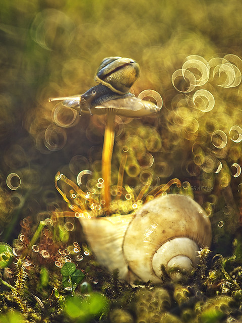 macrofun Najnowszy trend doniczkowy... odsłona druga.