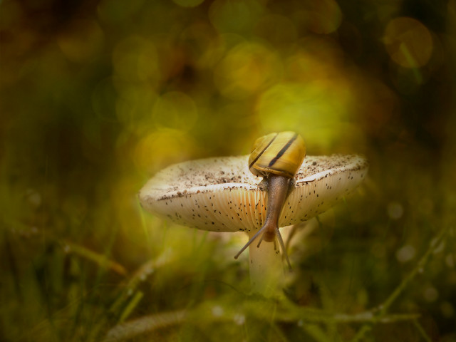 macrofun Zmykam z grzybka