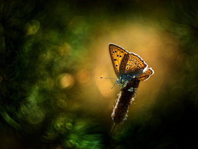 macrofun Malowanki z czerwończykiem 