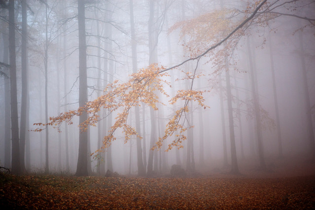 Katarzyna Świerczek-Markowska 
