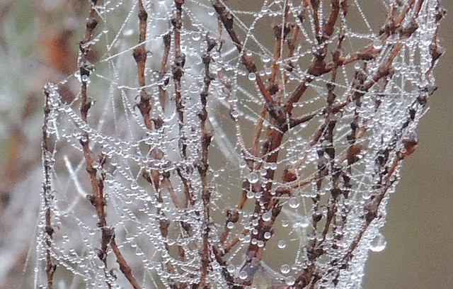 Krystyna Walczak #173212