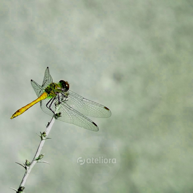 Ryszard Staniec #224309