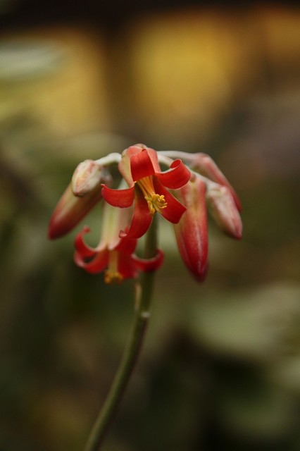 Marta Lipowska #232194