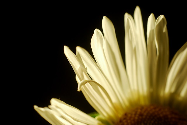 Picasa #255100