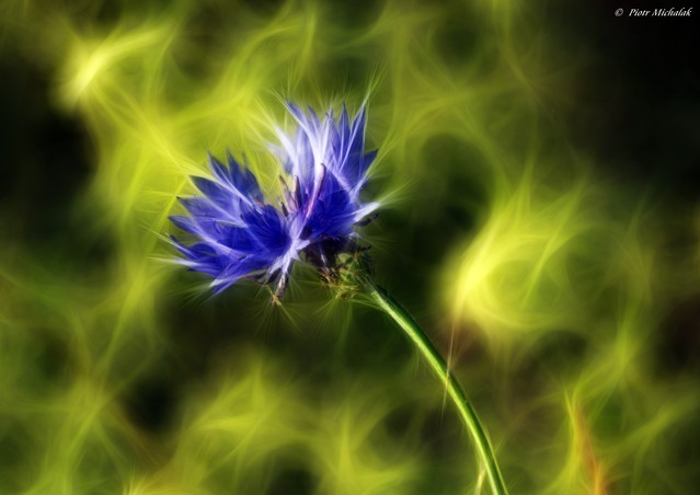 Piotr Michalak #280022