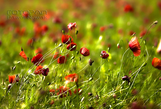 Paweł Nowak #134746