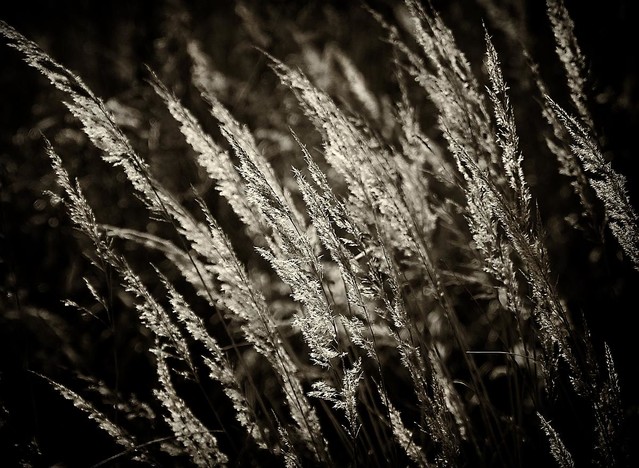 Tomasz Naglik #204152