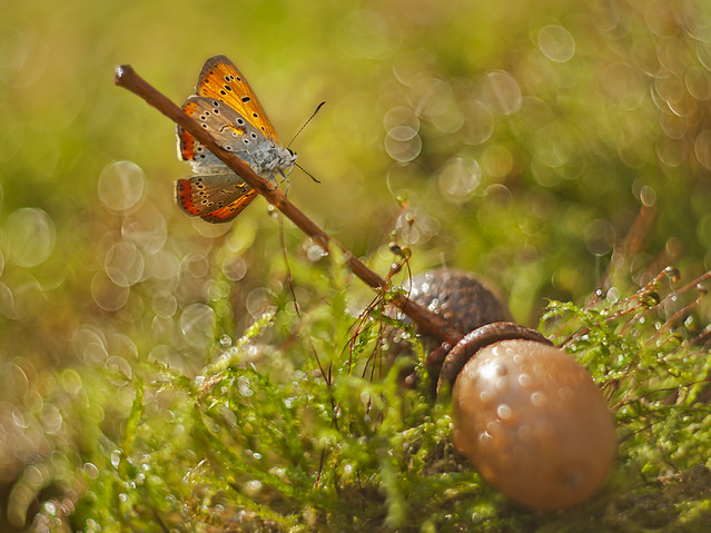 macrofun Spontaniczna twórczość :)
