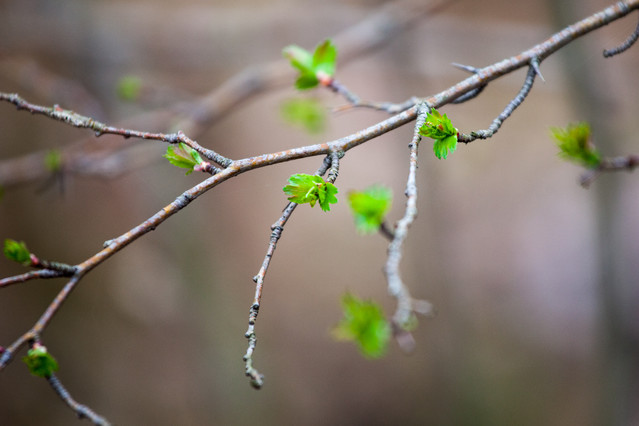 Wiosna u zachodnich sąsiadów. Piotr Schmidt #243611