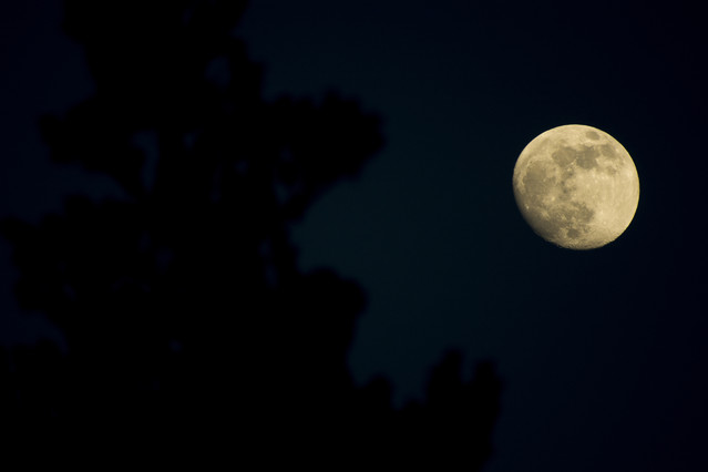 Danubia 500mm f8 DW***** #275110