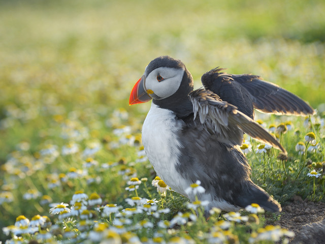 Pawel Prus Puffin