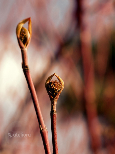 Barbara Prasnowska #143042