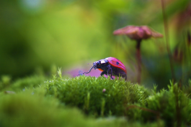 macrofun Ostatnia sesja Anielci 